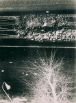 Photographie, Photogramm, Photomontage